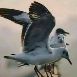 Meet your Posher, Manpreet